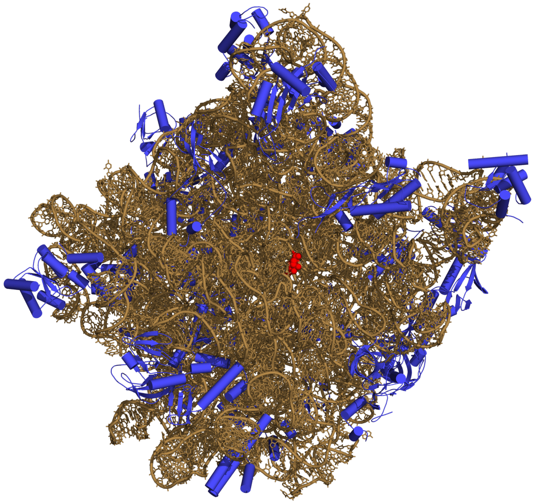 large ribosomal subunit (50S) of Haloarcula marismortui, facing the 30S subunit. The ribosomal proteins are shown in blue, the rRNA in ochre, the active site (A 2486) in red. Data were taken from PDB: 3CC2, redered with PyMOL.