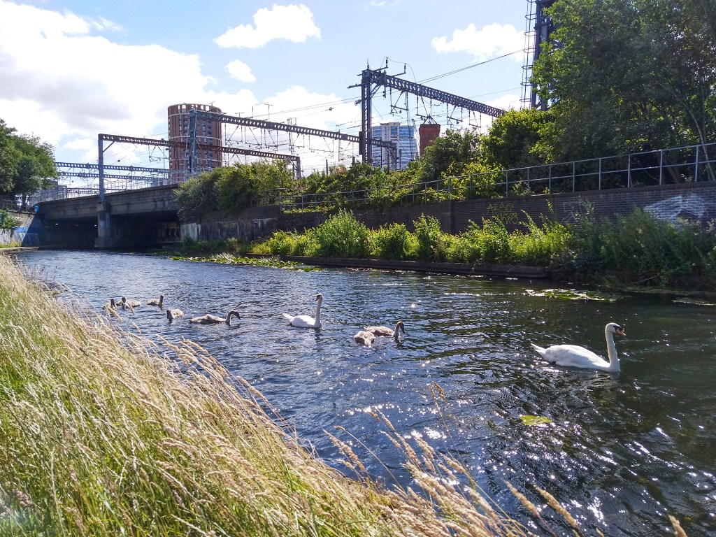 Swans on canal in front of railway line, in far distance, tall buildings