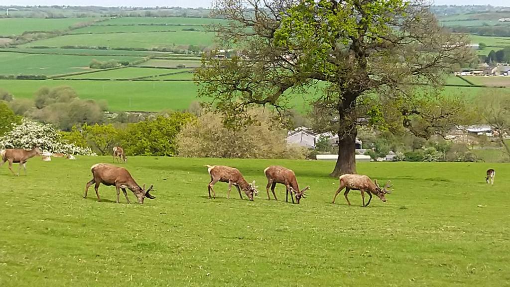Four deer grazing in a field