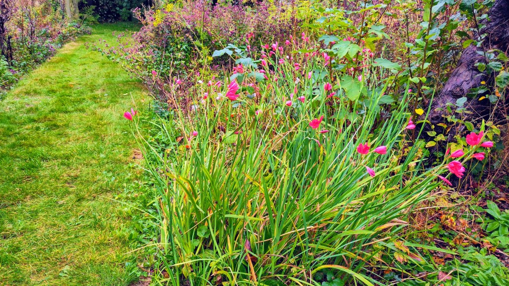 A grassy path between two borders in a garden. The borders are full of plants, most of then weeds. In the foreground, small red flowers on long green stems