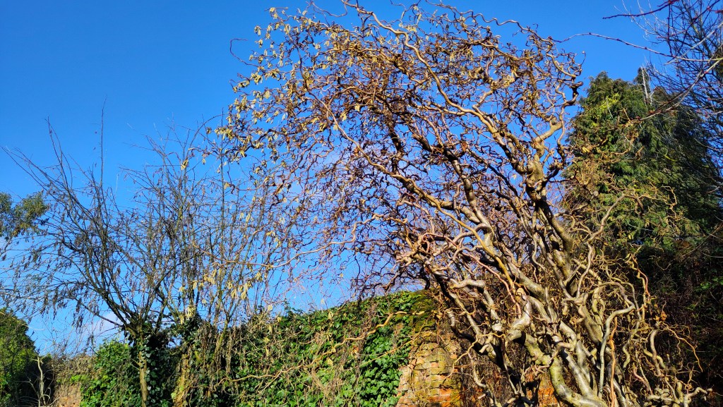 The thin twisty branches of a corkscrew hazel tree arch from the bottom right upwards to the top centre of the frame. Behind them an ivy covered brick wall, other small trees or shrubs. A cloudless blue sky