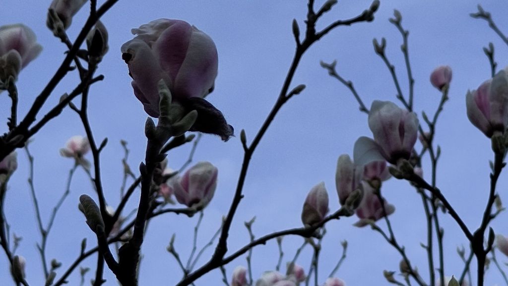 Close-up of magnolia flowers against a dusty blue sky. The flowers have tightly packed light pink petals. Some flowers are large and round, while other smaller buds are yet to grow and open