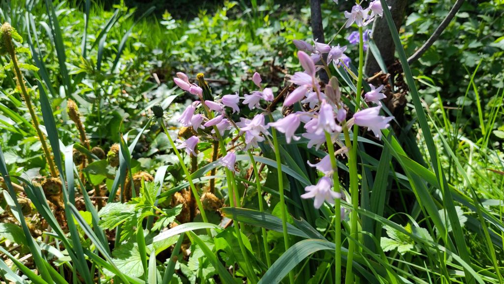 Close-up of a clump of pink coloured Spanish bluebells growing among other green plants. About 20 small flowers on total, lit by full sun