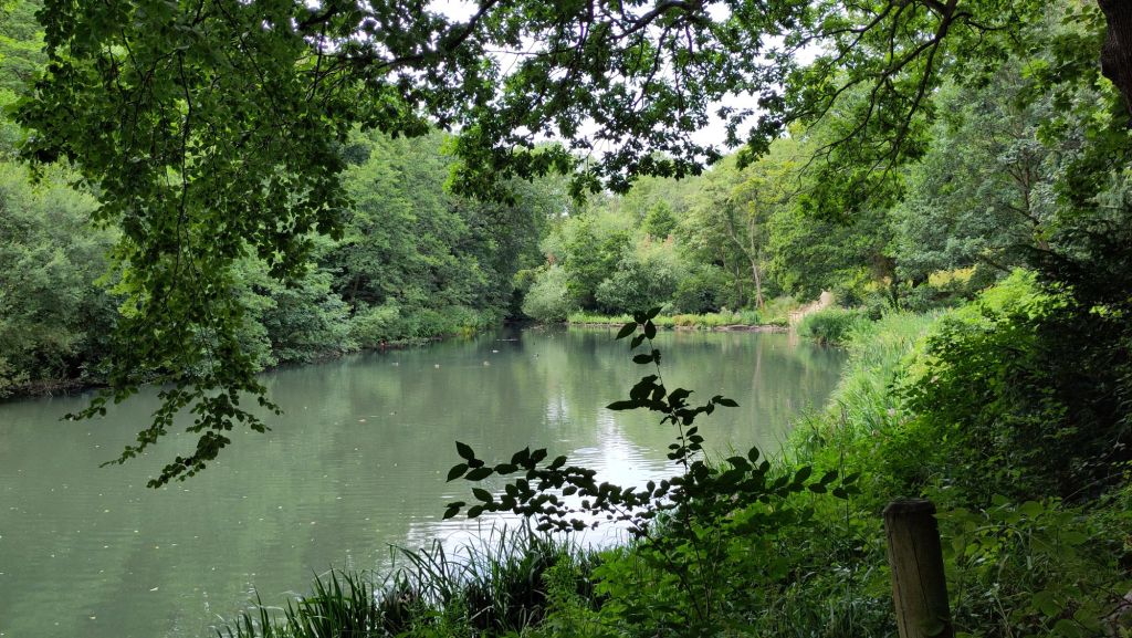 View across a lake in woodland. There are small waterbirds on the surface of the lake. It is completely surrounded by trees in full green leaf