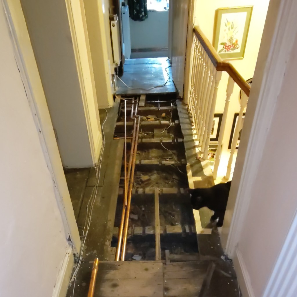 View along a corridor with floorboards lifted to reveal floor joists and copper pipes. To right, a cat is coming up the stairs and looking into the floor void